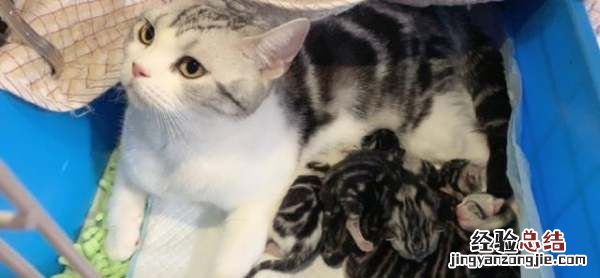 猫生产前的几小时征兆，猫咪生产前几个小时有什么症状