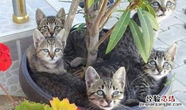 猫生产前的几小时征兆，猫咪生产前几个小时有什么症状