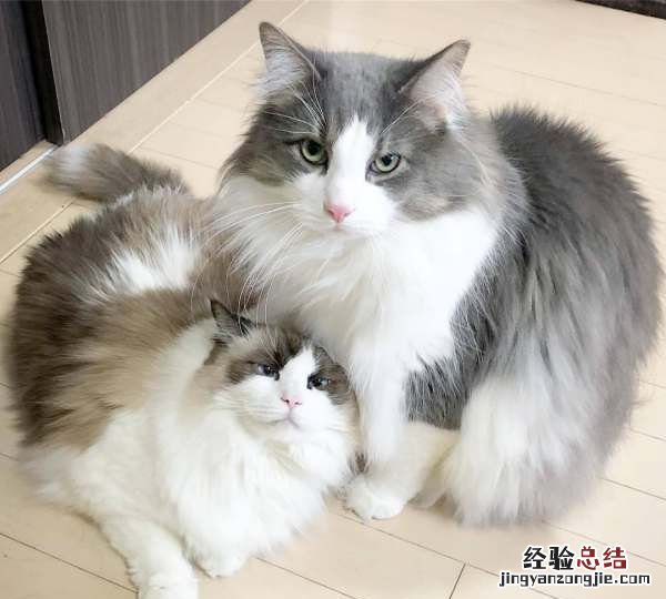 猫生产前的几小时征兆，猫咪生产前几个小时有什么症状