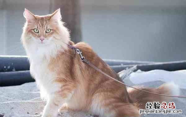 猫生产前的几小时征兆，猫咪生产前几个小时有什么症状