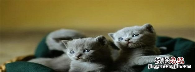 猫生产前的几小时征兆，猫咪生产前几个小时有什么症状