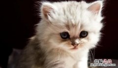 为什么说养狗比养猫的好