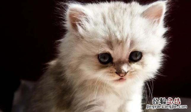 为什么说养狗比养猫的好