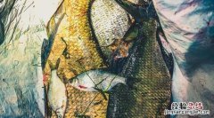 星露谷湖鱼从哪儿钓