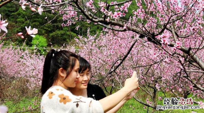 桃花地里怎么拍照好看