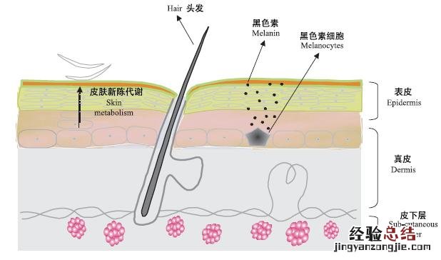 美白全身皮肤最有效的真实方法 怎么美白全身皮肤最有效