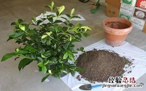 栀子花怎么养长得又高又大 栀子花怎么养才能养活