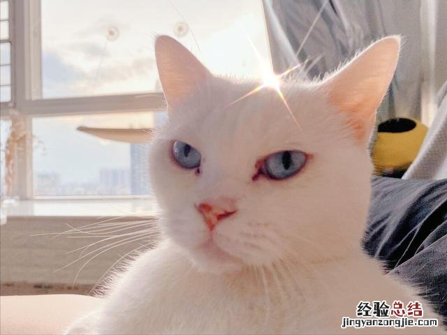 猫眼屎太多睁不开眼怎么解决 猫咪眼屎多是怎么回事