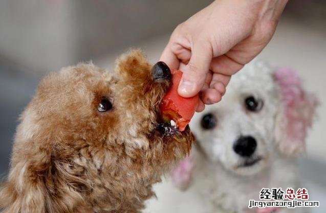 被自己家狗抓伤了需要打疫苗吗 被狗狗抓伤怎么办