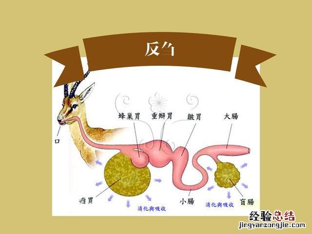 羊肉怎么炖烂得快还好吃 怎么样炖羊排好吃而不膻