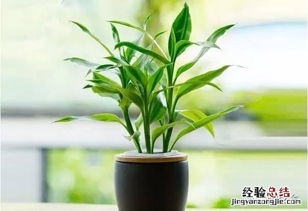 富贵竹怎样养才会长得旺盛 富贵竹怎么养才不会黄叶