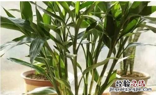 富贵竹怎样养才会长得旺盛 富贵竹怎么养才不会黄叶