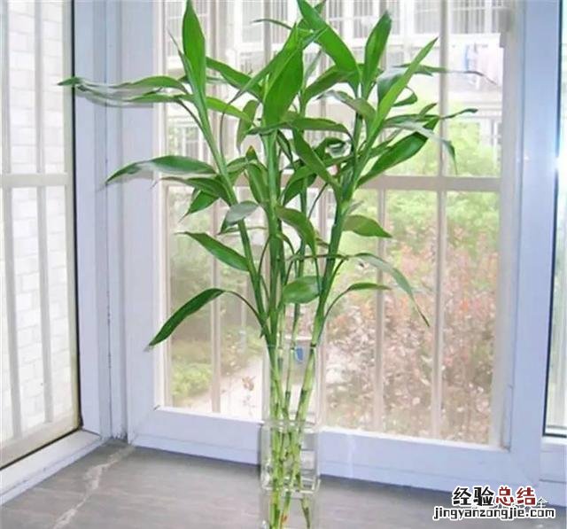 富贵竹怎样养才会长得旺盛 富贵竹怎么养才不会黄叶
