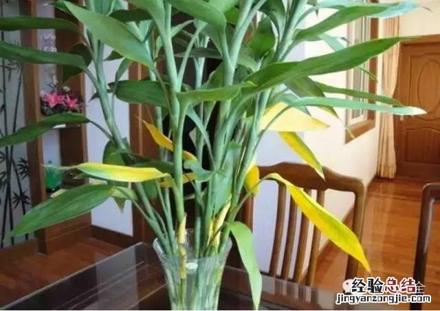富贵竹怎样养才会长得旺盛 富贵竹怎么养才不会黄叶