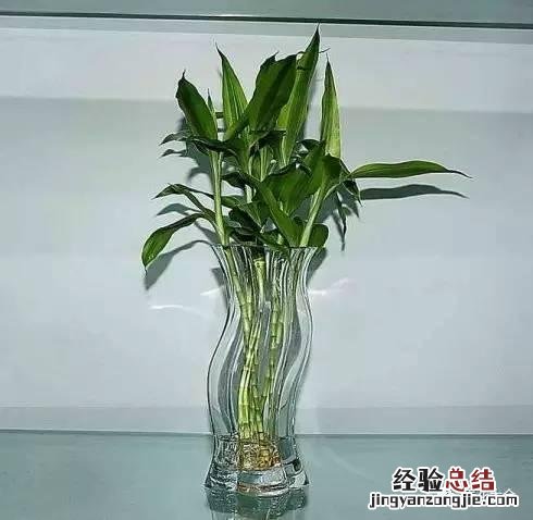 富贵竹怎样养才会长得旺盛 富贵竹怎么养才不会黄叶