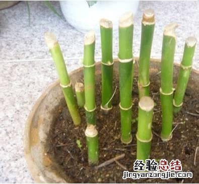 富贵竹怎样养才会长得旺盛 富贵竹怎么养才不会黄叶