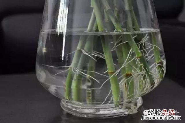 富贵竹怎样养才会长得旺盛 富贵竹怎么养才不会黄叶