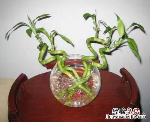 富贵竹怎样养才会长得旺盛 富贵竹怎么养才不会黄叶