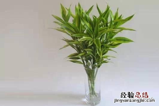 富贵竹怎样养才会长得旺盛 富贵竹怎么养才不会黄叶