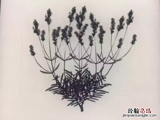 薰衣草精油怎么辅助睡眠 薰衣草精油的作用和功效