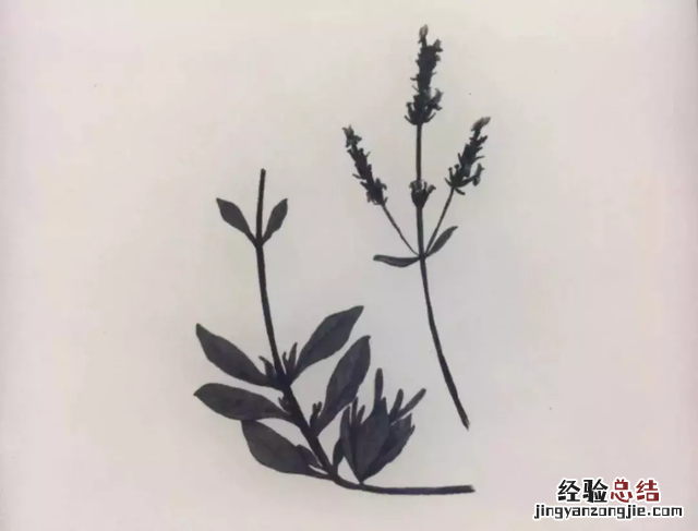 薰衣草精油怎么辅助睡眠 薰衣草精油的作用和功效