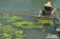 鱼塘缺氧有什么快速的解决方法 鱼缺氧用什么办法可以解决