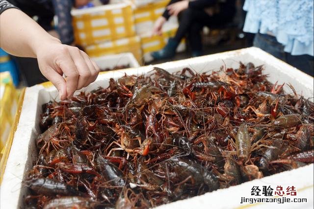 小龙虾吃之前怎么清洗最干净 怎样清洗小龙虾又快又干净