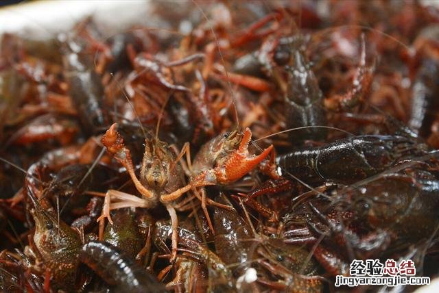 小龙虾吃之前怎么清洗最干净 怎样清洗小龙虾又快又干净