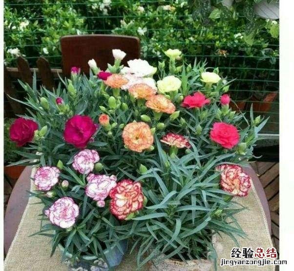 康乃馨盆栽开花后怎么养殖 盆栽康乃馨怎么养家庭养法
