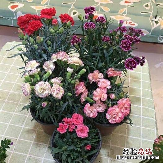 康乃馨盆栽开花后怎么养殖 盆栽康乃馨怎么养家庭养法