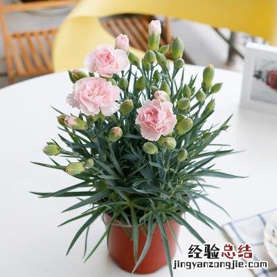 康乃馨盆栽开花后怎么养殖 盆栽康乃馨怎么养家庭养法