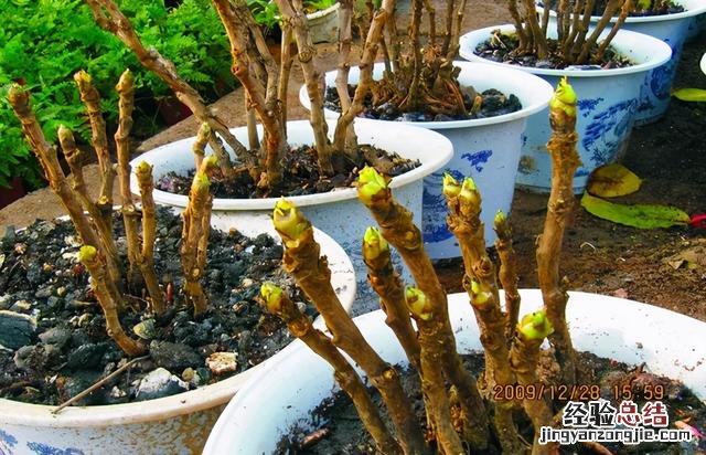 牡丹花怎么养才能长得茂盛 牡丹花怎么养才能长好