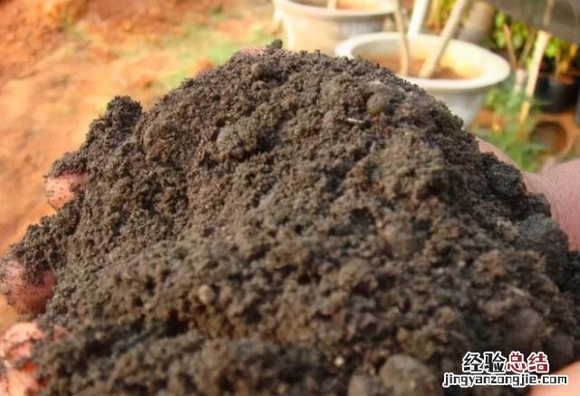 牡丹花怎么养才能长得茂盛 牡丹花怎么养才能长好