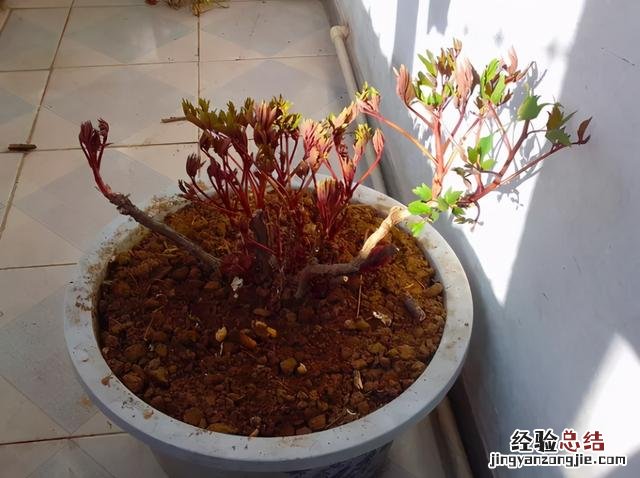 牡丹花怎么养才能长得茂盛 牡丹花怎么养才能长好