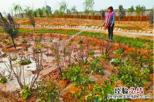 牡丹花怎么养才能长得茂盛 牡丹花怎么养才能长好