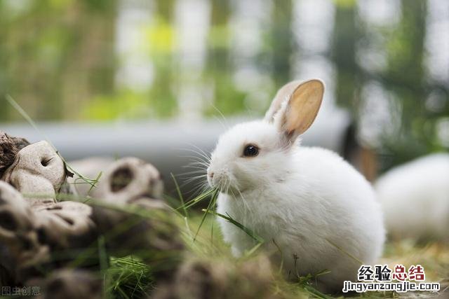兔子如何养才能活得长久 一个月大的垂耳兔怎么养