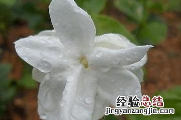 茉莉的养殖方法 茉莉花怎么养家庭养法