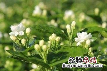 茉莉的养殖方法 茉莉花怎么养家庭养法