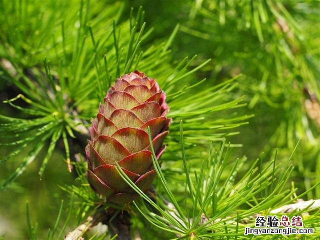 植物都是用什么方法传播种子的 植物怎么传播种子大全二年级