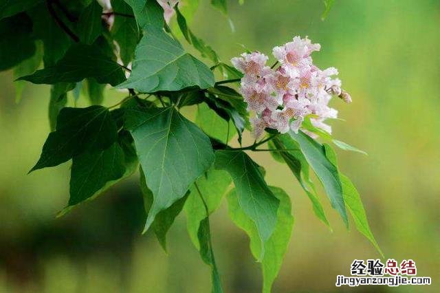 植物都是用什么方法传播种子的 植物怎么传播种子大全二年级