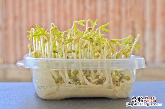 如何发绿豆芽又快又好自己在家 自己生绿豆芽怎么生