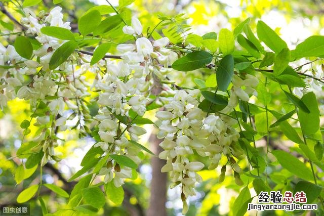洋槐花的最佳吃法和做法 槐花怎么做好吃