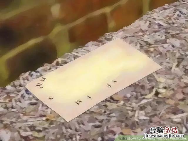 永久去除蚂蚁的妙招 家里有蚂蚁怎么办