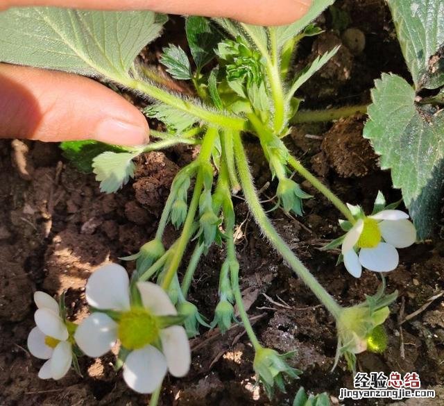 草莓苗的正确种法 草莓怎么种植方法