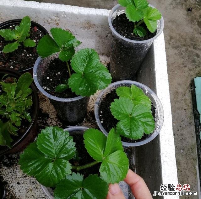 草莓苗的正确种法 草莓怎么种植方法