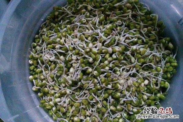 简易家庭泡豆芽方法 在家自己生绿豆芽怎么生