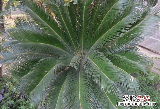 铁树的养殖方法和注意事项 铁树怎么养殖方法