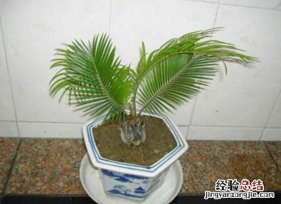 铁树的养殖方法和注意事项 铁树怎么养殖方法