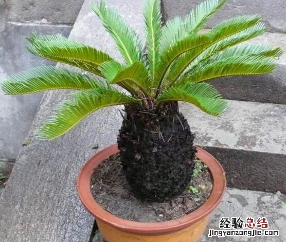 铁树的养殖方法和注意事项 铁树怎么养殖方法