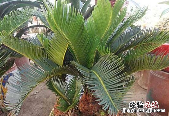 铁树的养殖方法和注意事项 铁树怎么养殖方法